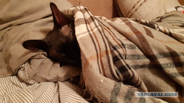 Кошачье любопытство