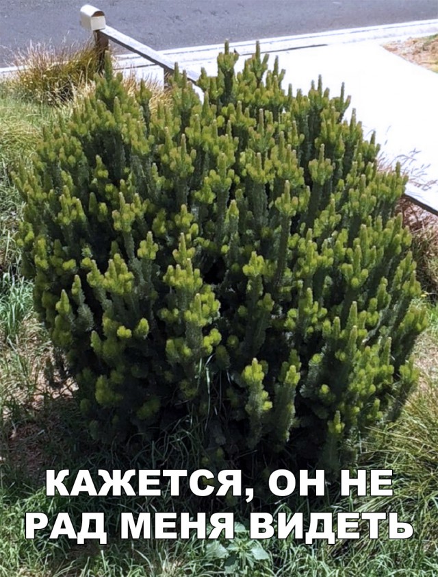 Нестандартный юмор