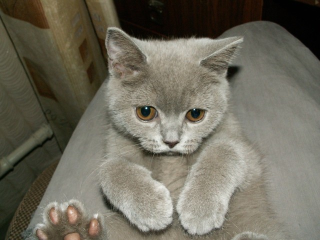 Котовторник с Максом