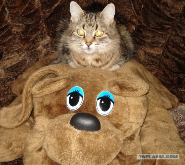 Состоятельный котовторник