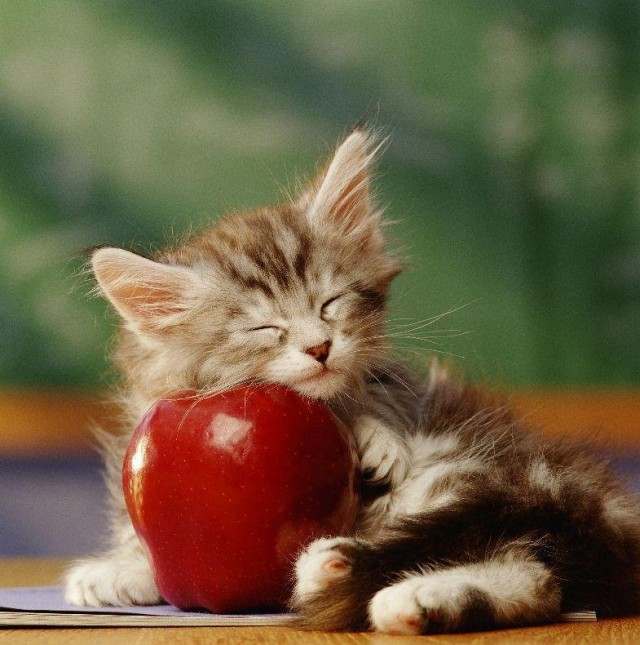 Котовторник так котовторник!