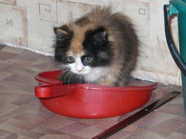 Котовторник 22.11.11
