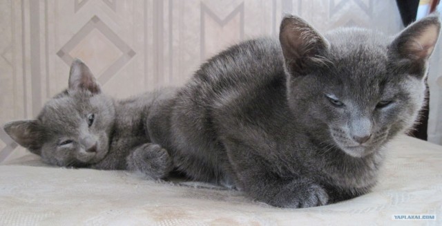 Котовторник (14.02.2012)