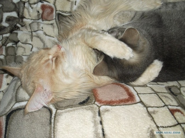 Котовторник 10.04.2012