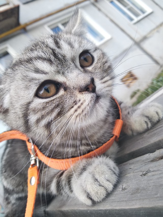 Забавные фото котеек
