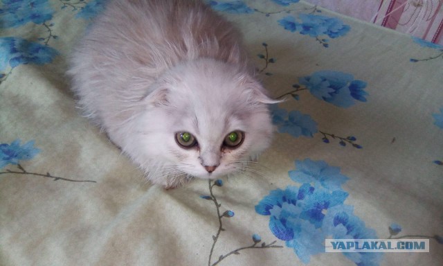 Я реально пообщалась с зоошизой