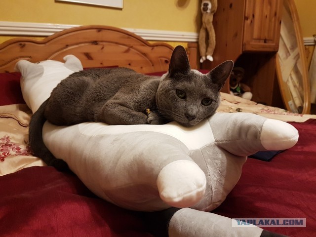 Начнем котоФторник?