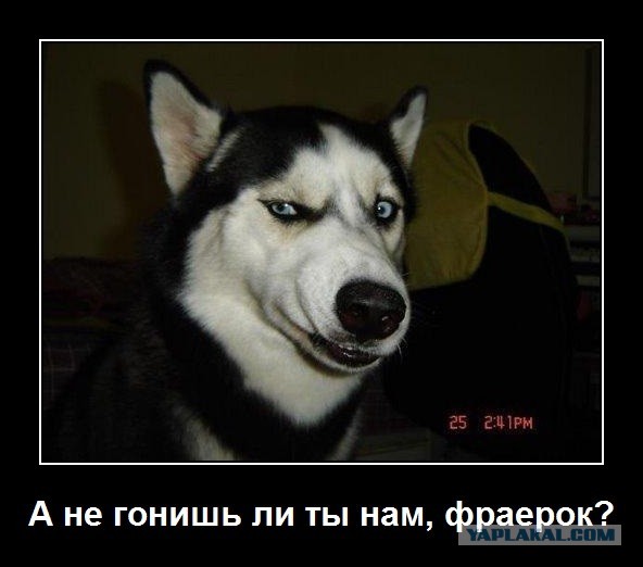 О доверии государству