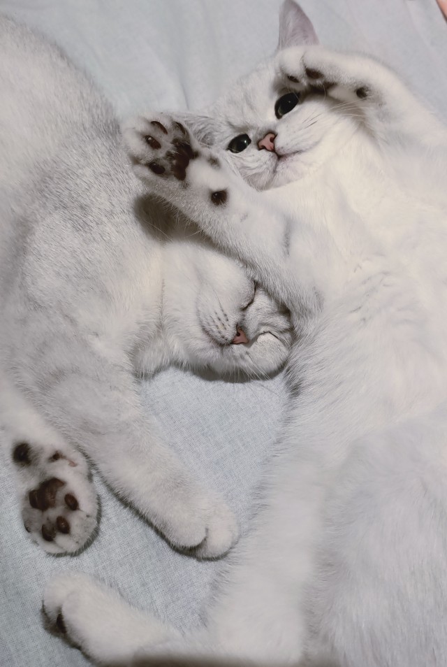 Котовторник 13.10.2020