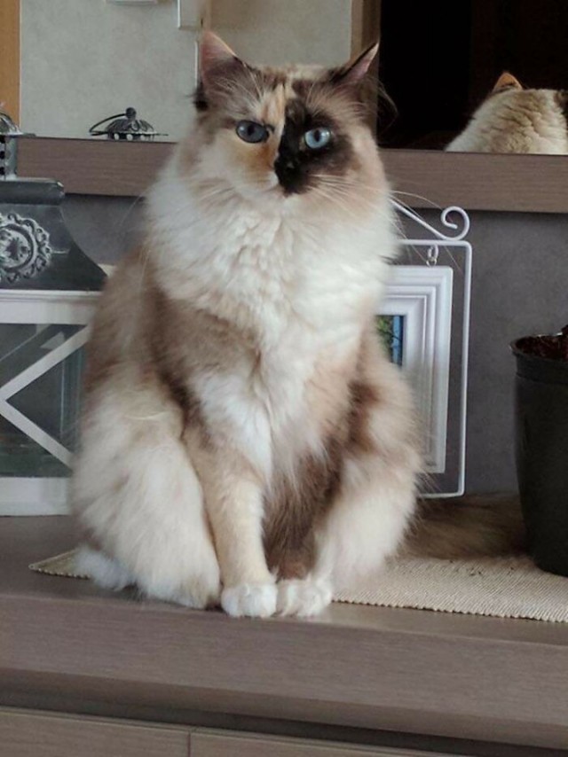 К - Котогеничность