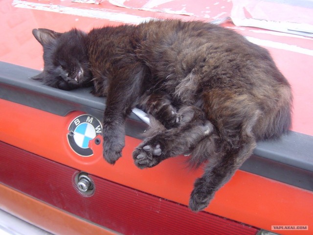 Котэ загарает