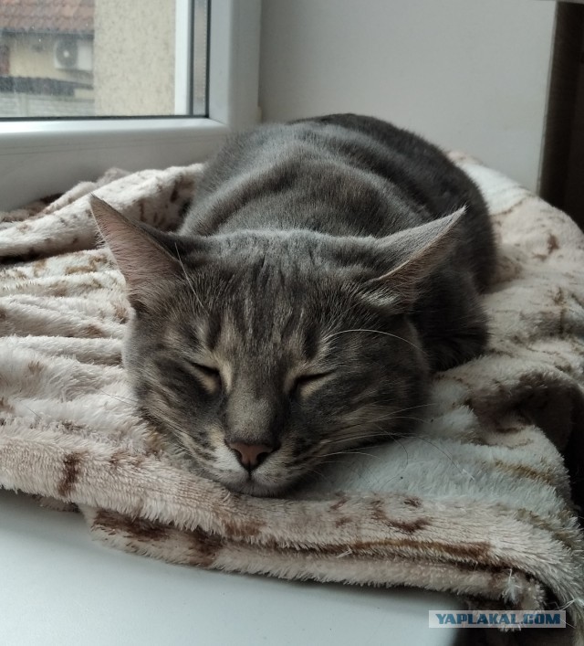 Котовторник!