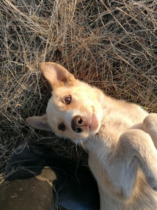 Собака на сене