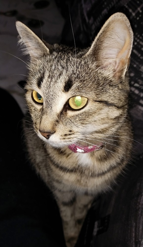 С котовторником!