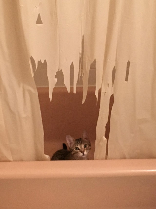 Котам начхать на вашу приватность