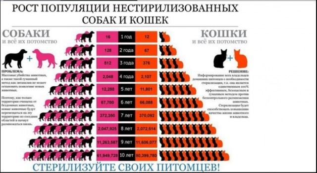 Жители села Домна, где собаки загрызли девочку, собрались на стихийный митинг