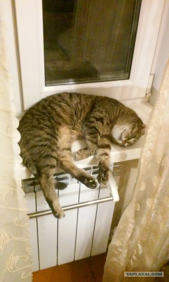 Котовторник 25.01.22