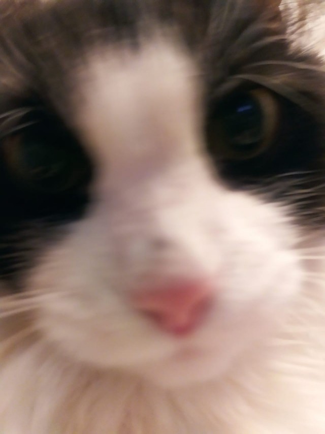 Котовоскресенье