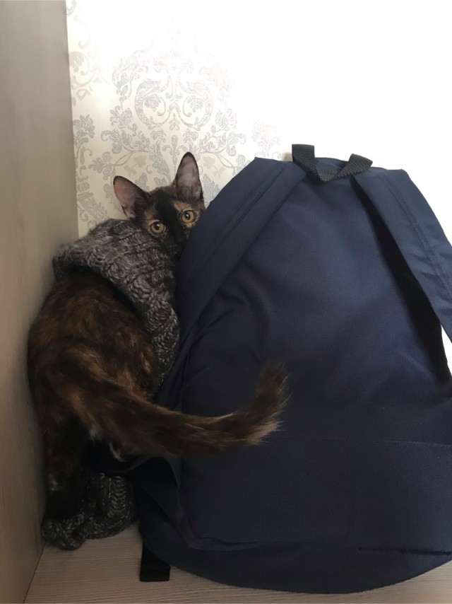 А что это мы котовторник не начинаем? Время пришло!
