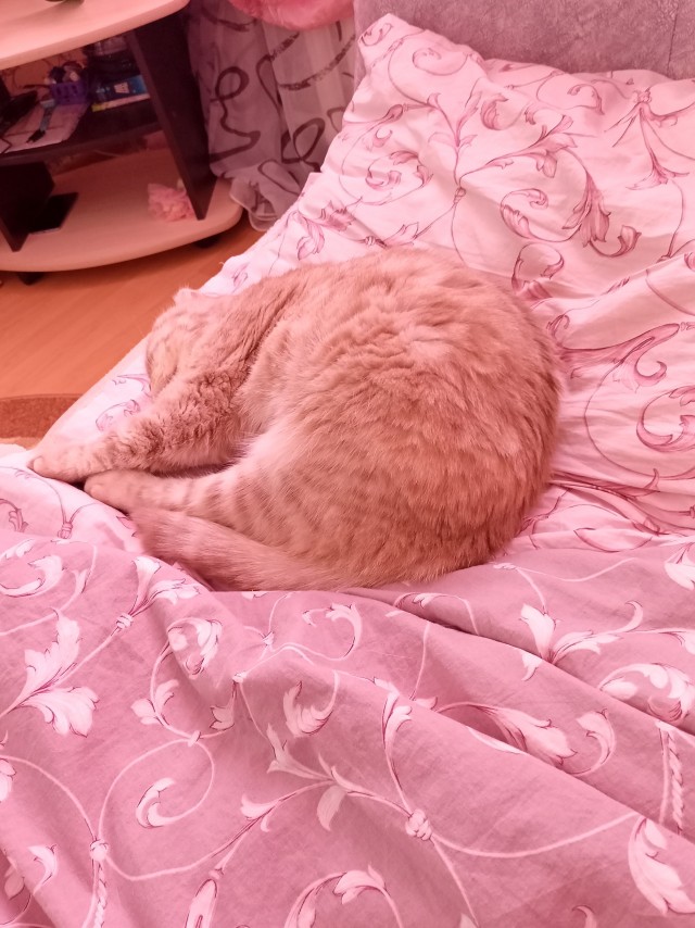А ваши котейки че счас делают?
