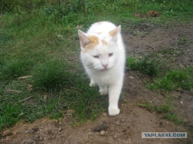 Жизнь домашнего приюта для котеек 418