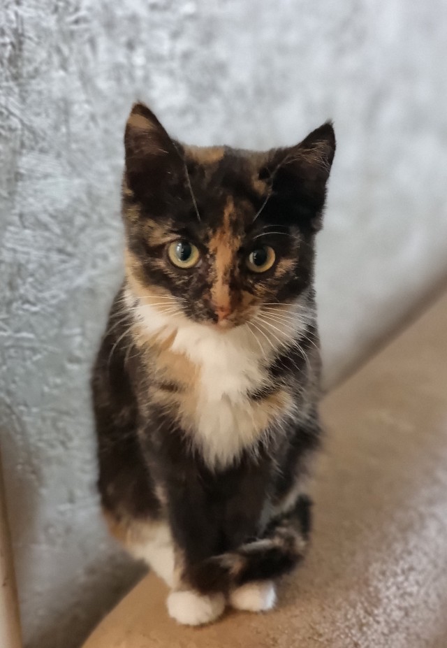 Котовторник 1.11.22