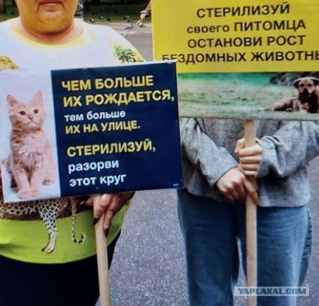 В Новосибирске стая из шести собак напала на ребёнка. От страха мальчик нырнул в снег, чтобы животные его не покусали.