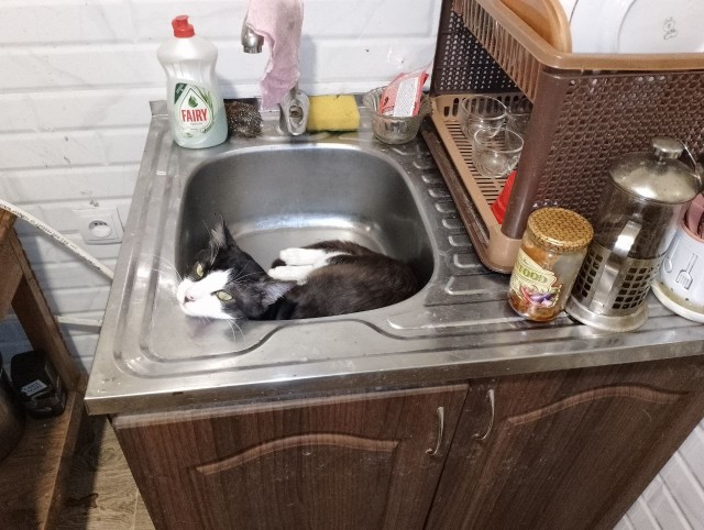 Начинаем котофторник?
