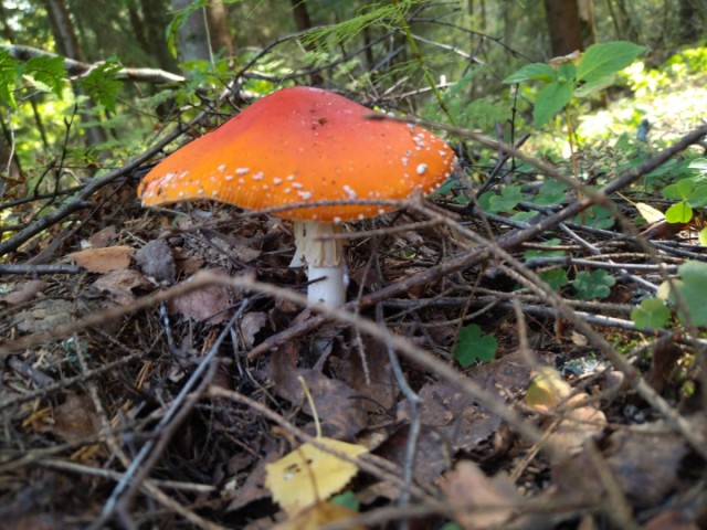 Литературный конкурс Пятак