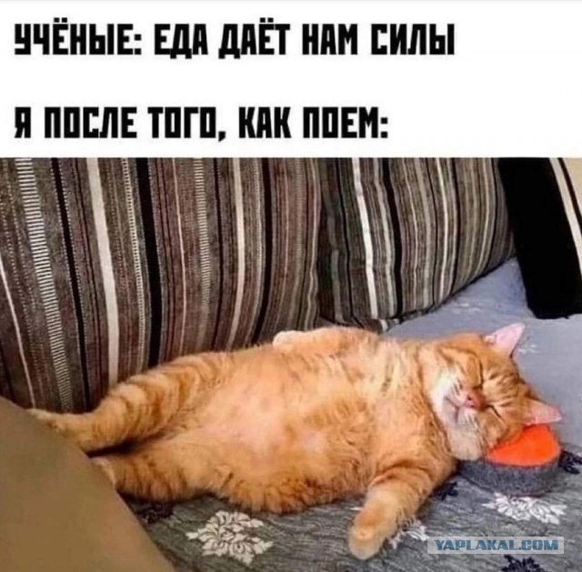 Хозяйство у жениха маленькое, жену не найдет!