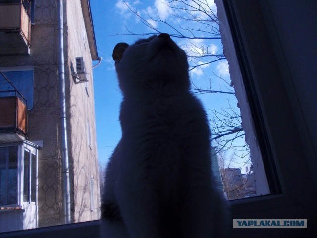 Котовторник 30.04.2013