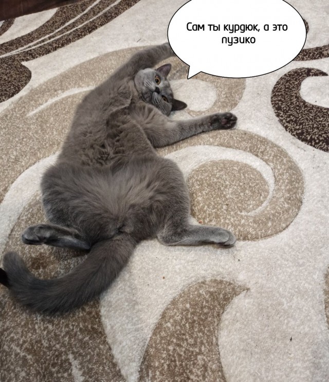 Откуда у котов курдюк и зачем он нужен?