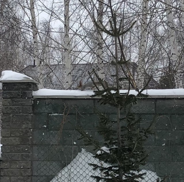 Звери тоже человеки