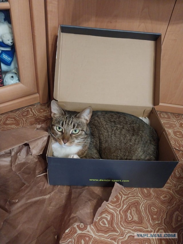 Эталон Яповского кота