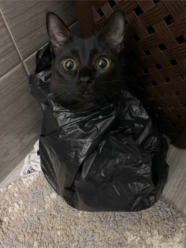 Котовторник уже пришёл?