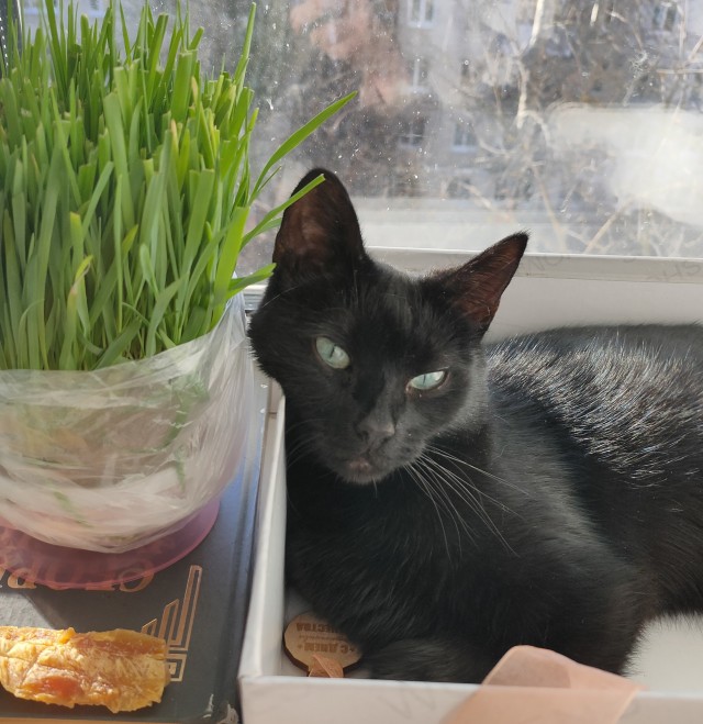 Котовторник 09.04.24