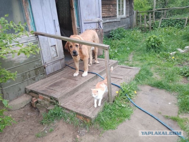 Жизнь домашнего приюта для котеек 495