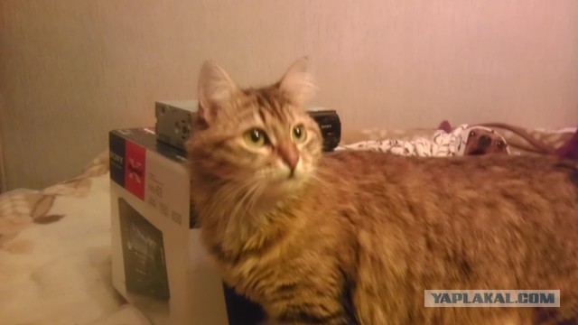 Котовторник 21.05.2013