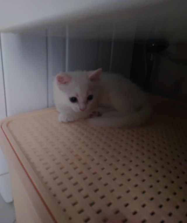 Котовторник, от мала до велика
