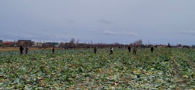 Жители Якутска разграбили поля местного фермера