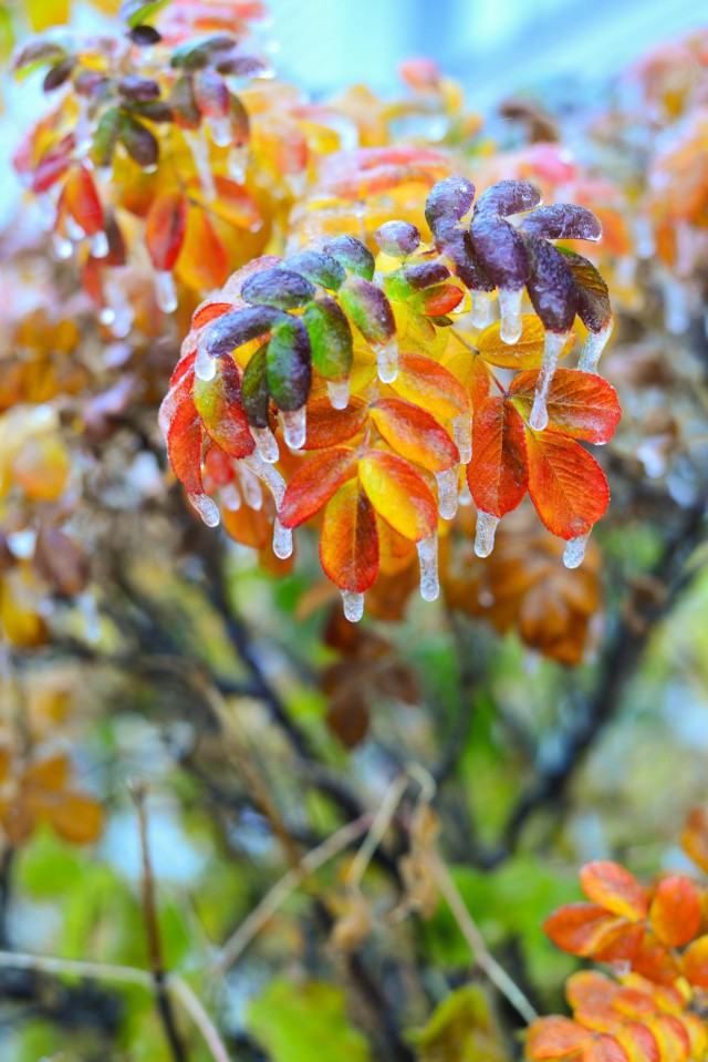 А у нас ледяной дождик (Барнаул).