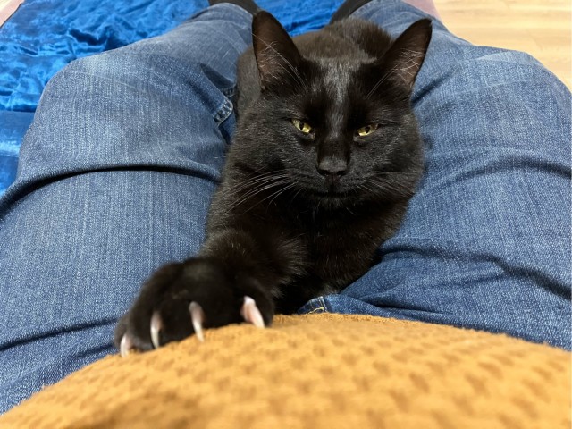 Котовторник 05/11/2024