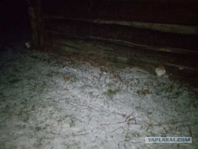 Жизнь домашнего приюта для котеек 524