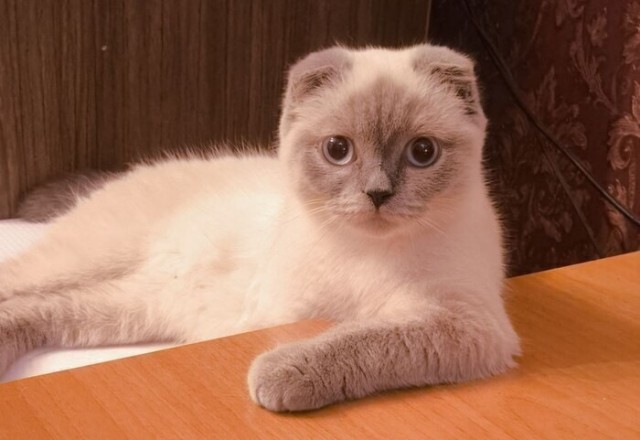 К котовторнику