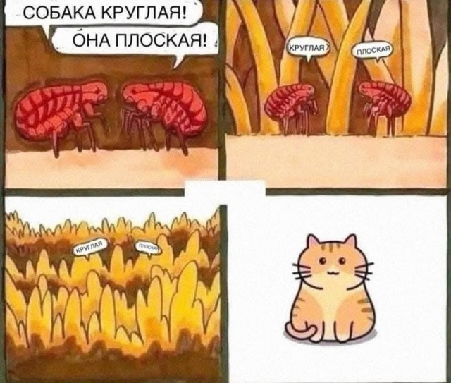 К котовторнику.