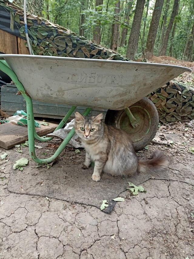 Котики и пёсики.