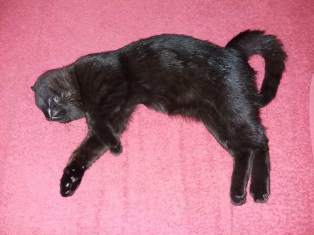 Спящих котеек тред