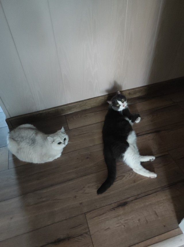 Не котовторник, но они всегда прикольные.