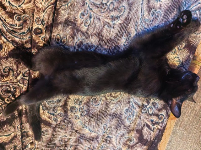 Вторник - котовторник