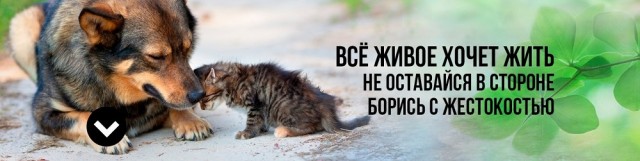 Вход с собаками в магазины, общепиты и аптеки может быть запрещён